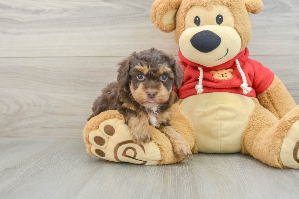 Sweet Caniche Purebred Puppy