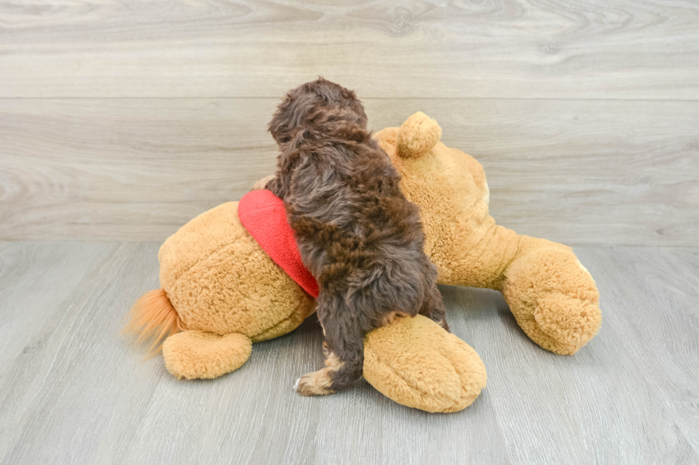 Playful Poodle Baby