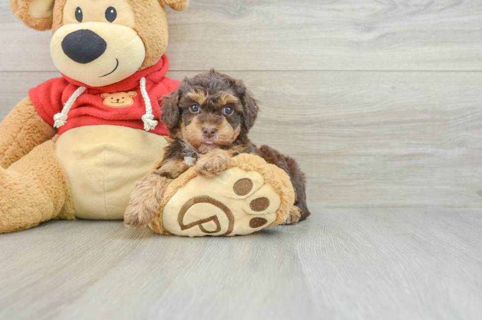 6 week old Poodle Puppy For Sale - Pilesgrove Pups