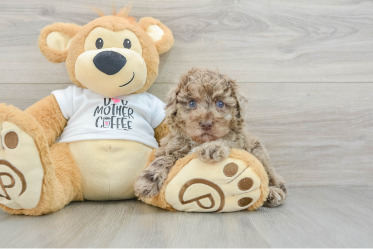 Little Poodle Purebred Pup