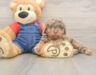 8 week old Poodle Puppy For Sale - Pilesgrove Pups