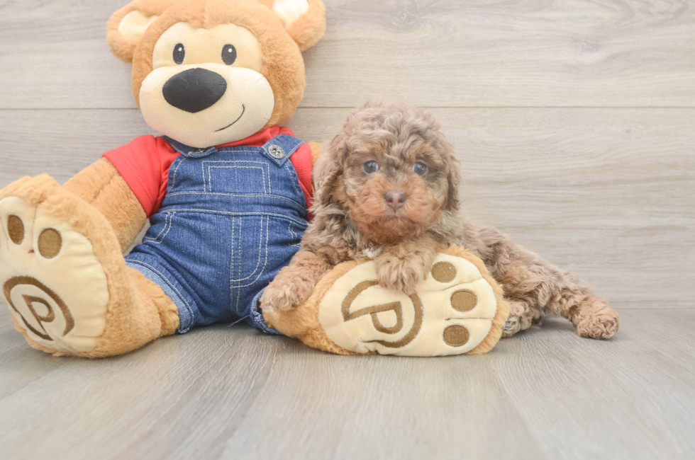 6 week old Poodle Puppy For Sale - Pilesgrove Pups