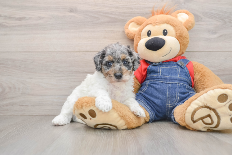 Little Poodle Baby
