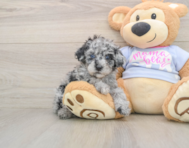 7 week old Poodle Puppy For Sale - Pilesgrove Pups