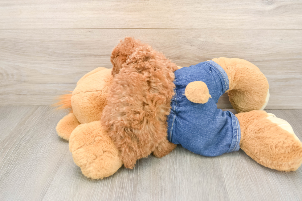 Best Poodle Baby