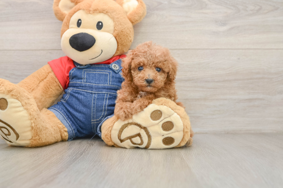 Petite Pudel Purebred Puppy