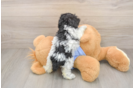 Poodle Puppy for Adoption
