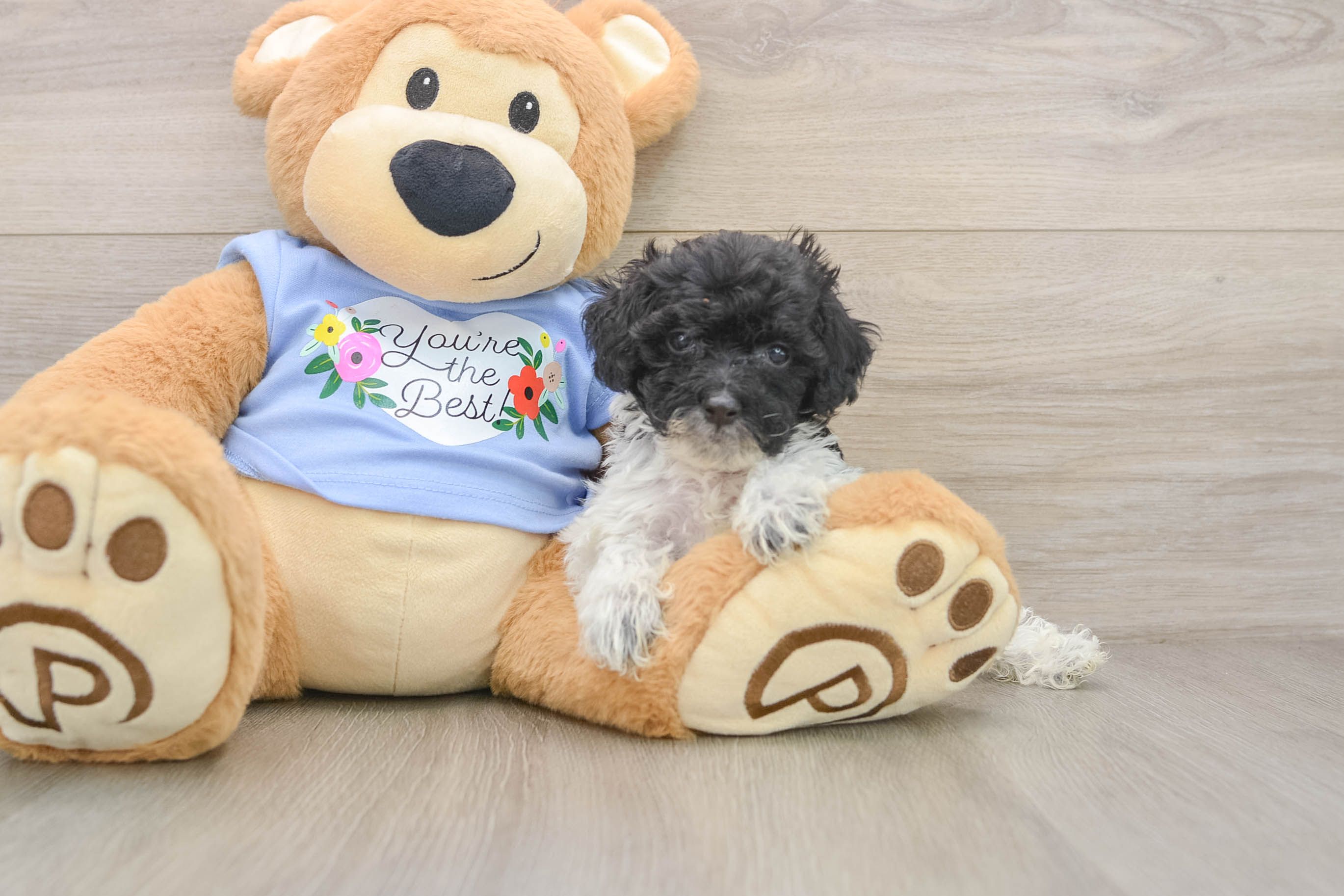 Adorable Pudle Purebred Puppy