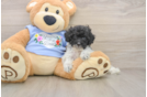 Adorable Pudle Purebred Puppy