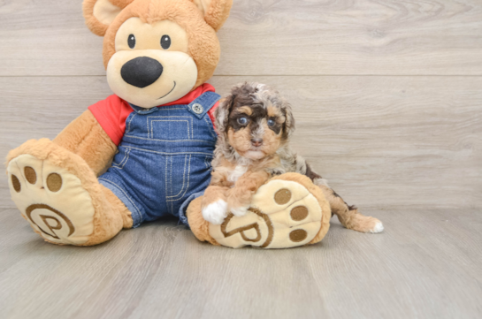 RAELYNN, a Poodle littermate