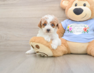 7 week old Poodle Puppy For Sale - Pilesgrove Pups