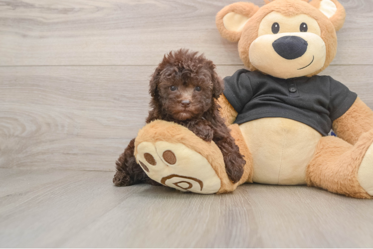 Poodle Pup Being Cute