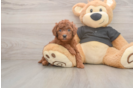 Best Poodle Baby