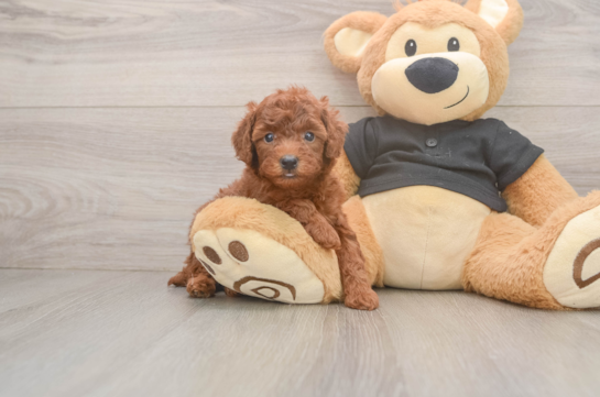 Best Poodle Baby