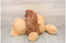 Petite Pudle Purebred Puppy