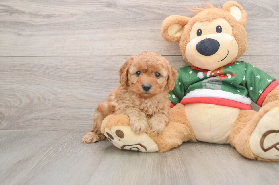 5 week old Poodle Puppy For Sale - Pilesgrove Pups