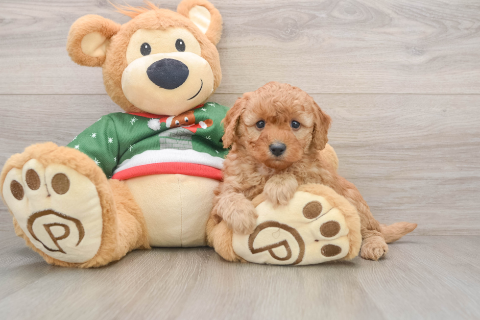 Smart Pudel Purebred Puppy