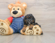 5 week old Poodle Puppy For Sale - Pilesgrove Pups