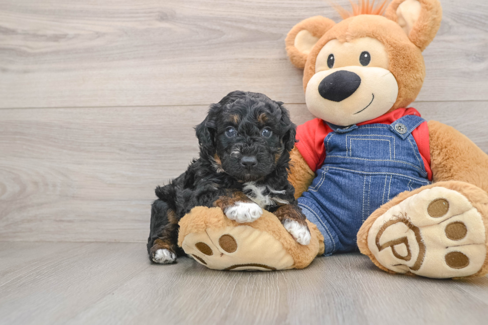 Akc Registered Poodle Purebred Pup