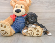 6 week old Poodle Puppy For Sale - Pilesgrove Pups