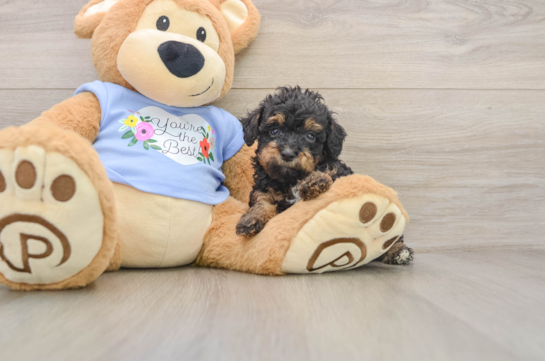 Best Poodle Baby