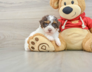 8 week old Poodle Puppy For Sale - Pilesgrove Pups