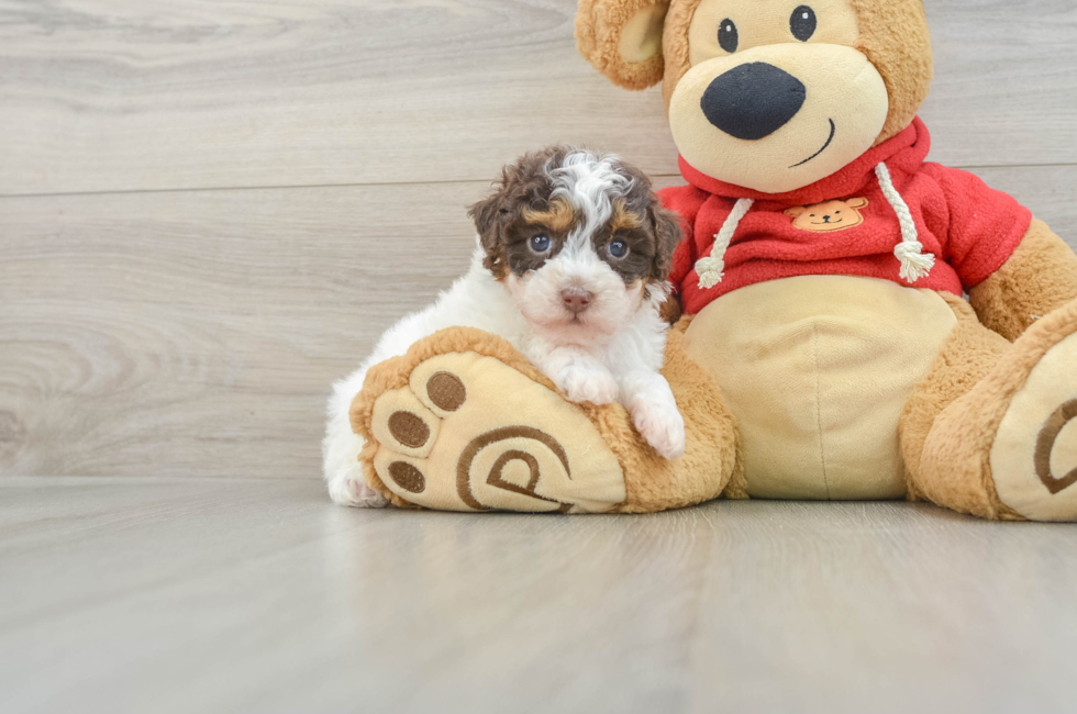 7 week old Poodle Puppy For Sale - Pilesgrove Pups