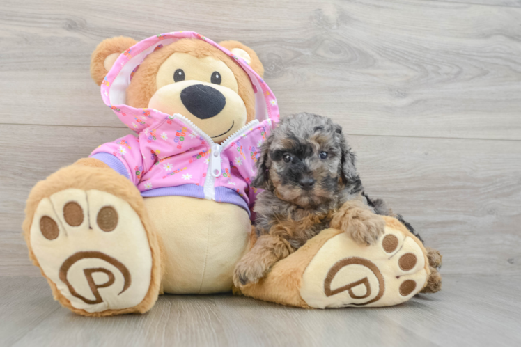 Popular Poodle Purebred Pup