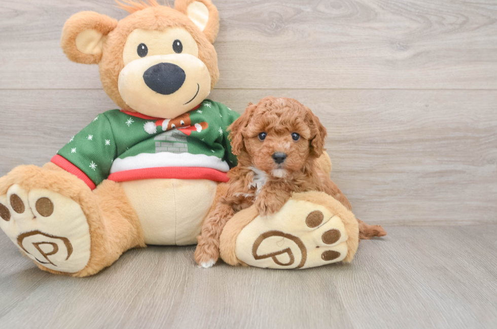 5 week old Poodle Puppy For Sale - Pilesgrove Pups