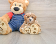 6 week old Poodle Puppy For Sale - Pilesgrove Pups