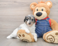 6 week old Poodle Puppy For Sale - Pilesgrove Pups