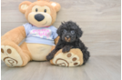 Sweet Toy Poodle Purebred Puppy