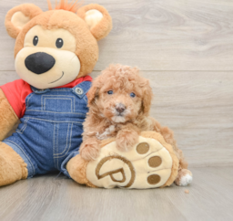 7 week old Poodle Puppy For Sale - Pilesgrove Pups