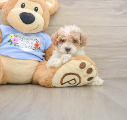 7 week old Poodle Puppy For Sale - Pilesgrove Pups