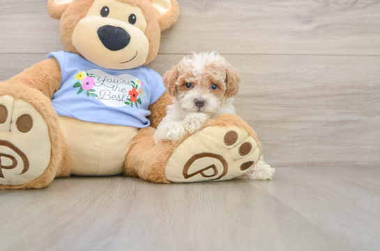 Small Poodle Purebred Pup