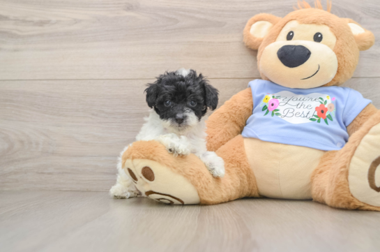 Playful Poodle Baby