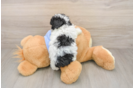 Energetic Pudel Purebred Puppy