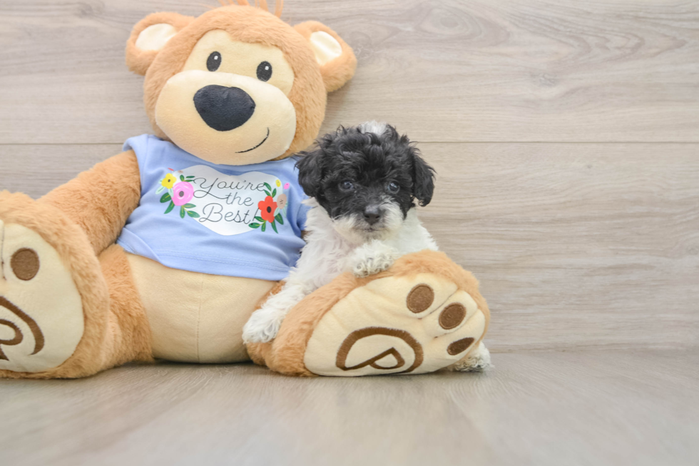 Playful Poodle Baby