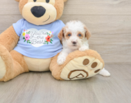 8 week old Poodle Puppy For Sale - Pilesgrove Pups