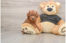 Small Poodle Purebred Pup