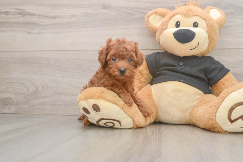 Small Poodle Purebred Pup