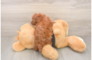 Hypoallergenic Poodle Baby