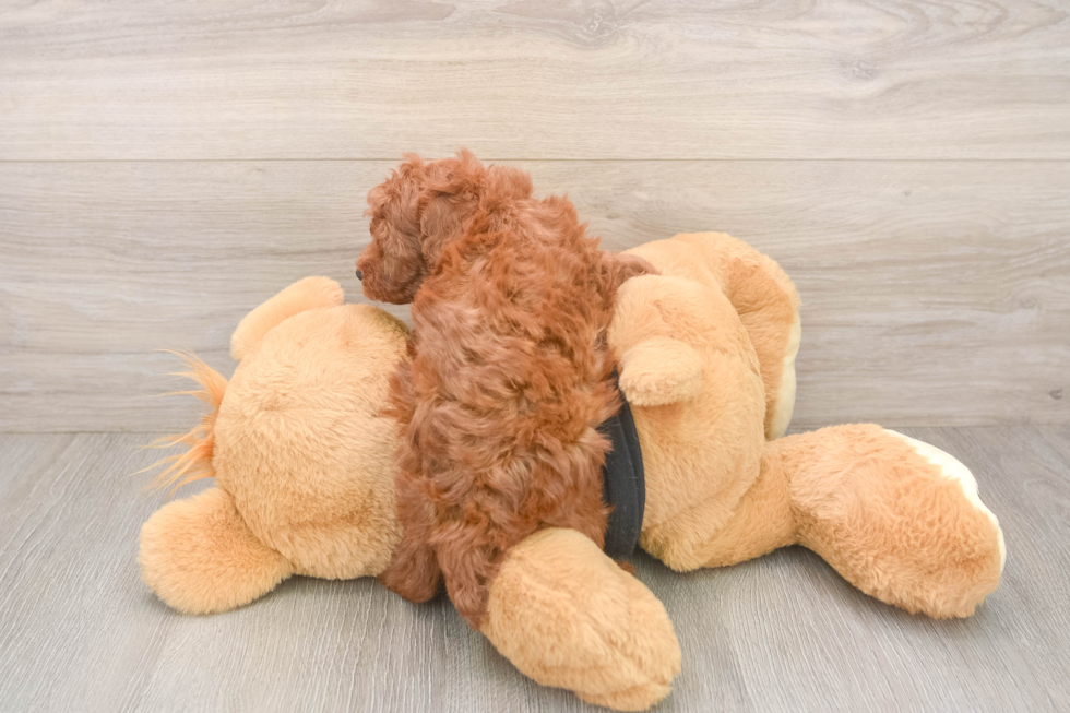 Hypoallergenic Poodle Baby