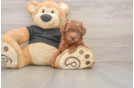 Small Poodle Baby