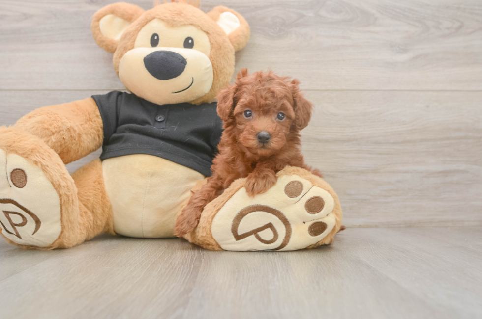 5 week old Poodle Puppy For Sale - Pilesgrove Pups