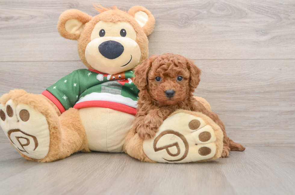 5 week old Poodle Puppy For Sale - Pilesgrove Pups