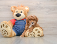 6 week old Poodle Puppy For Sale - Pilesgrove Pups