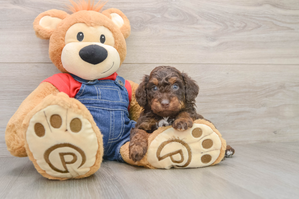 Poodle Puppy for Adoption