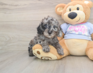 7 week old Poodle Puppy For Sale - Pilesgrove Pups