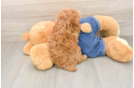 Poodle Puppy for Adoption